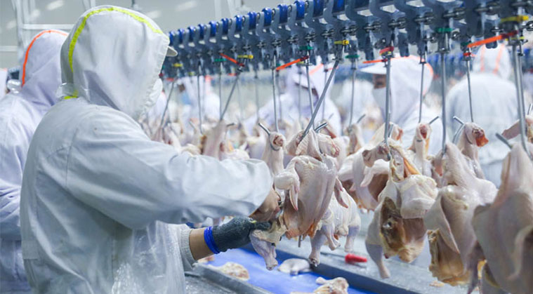 整雞整鴨重量分揀